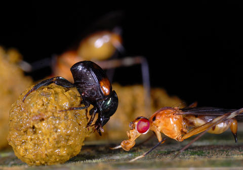 Canthon quadriguttatus collects howler monkey dung scattered on a leaf, competes with fly