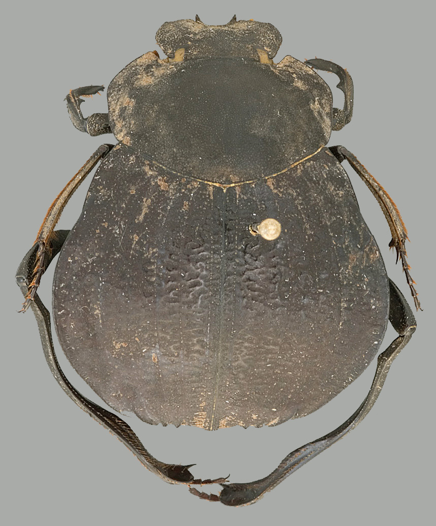 Deltochilum orbiculare [Lansberge, 1874 ]
